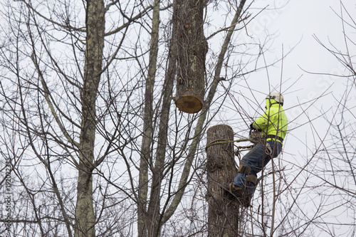 Man cuts tree with the assistance of a crane to hold the log