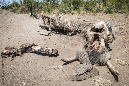 Skeletal remains of an African Elephant bull killed in a fight with another elephant photo