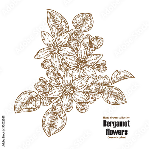 Bergamot branch with flowers and leaves. Hand drawn cosmetic plants. Vector illustration engraved
