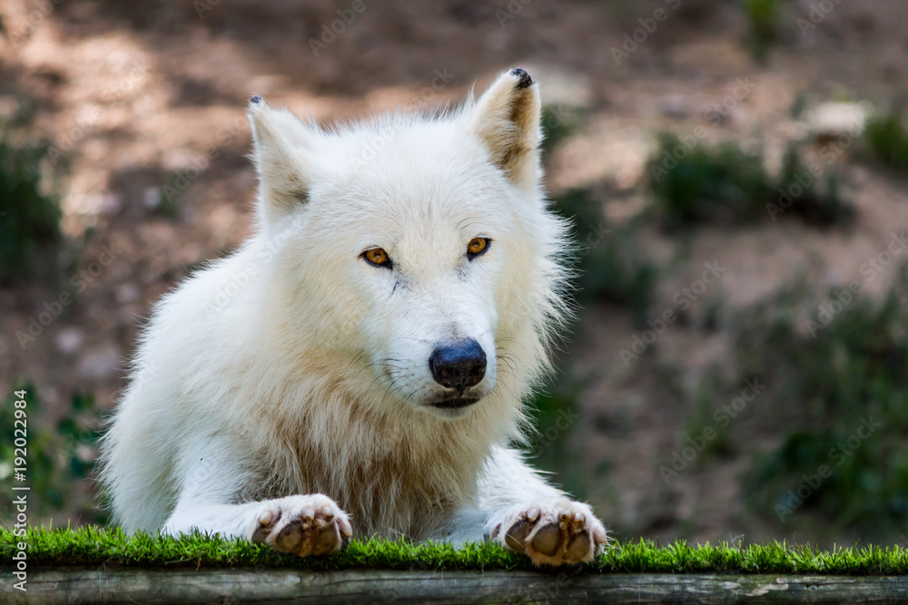 Loup Blanc Artique dans un parc zoologique Loup Blanc Artique dans un parc zoologique