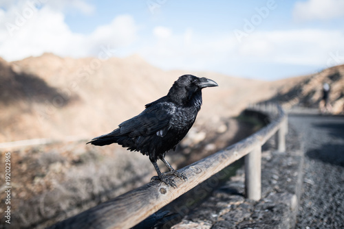 close-up of raven on wooden fence with mountains in blurred background