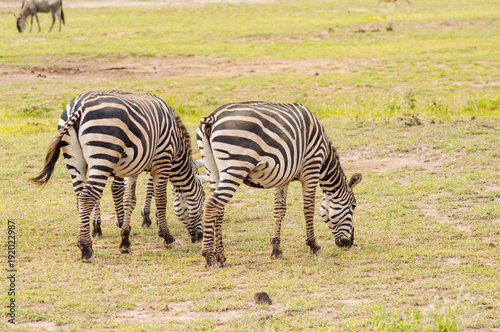 Zebra grazing in the savannah of Amboseli Park in Kenya