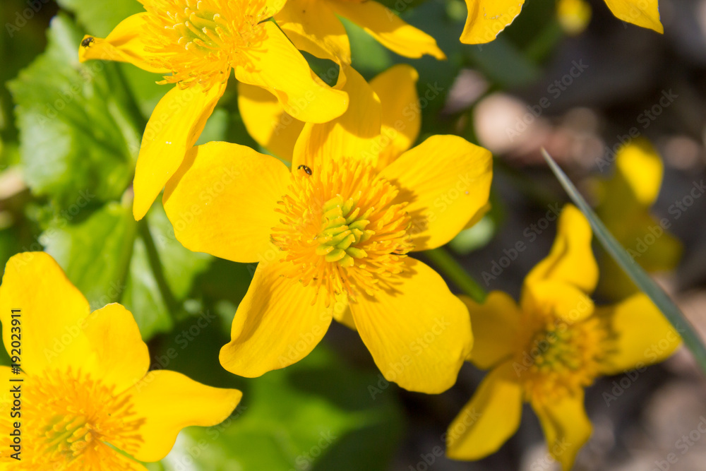 yellow flowers in the swamp yellow flowers in the swamp