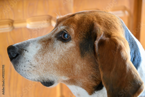 犬