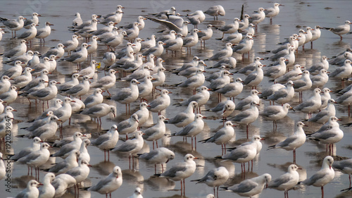 A flock of seagulls standing on mud land near sea shore