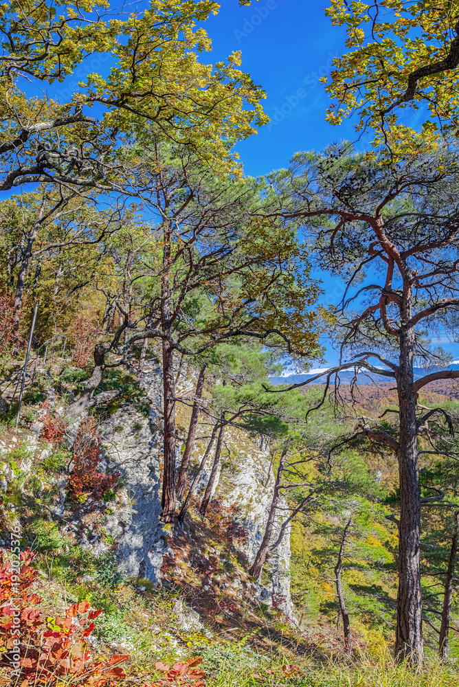 Pines on the rocks. Sochi National Park. Neighborhood of Sochi, Russia.