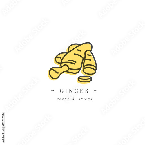 Packaging design template logo and emblem - herb and spice - ginger root. Logo in trendy linear style.