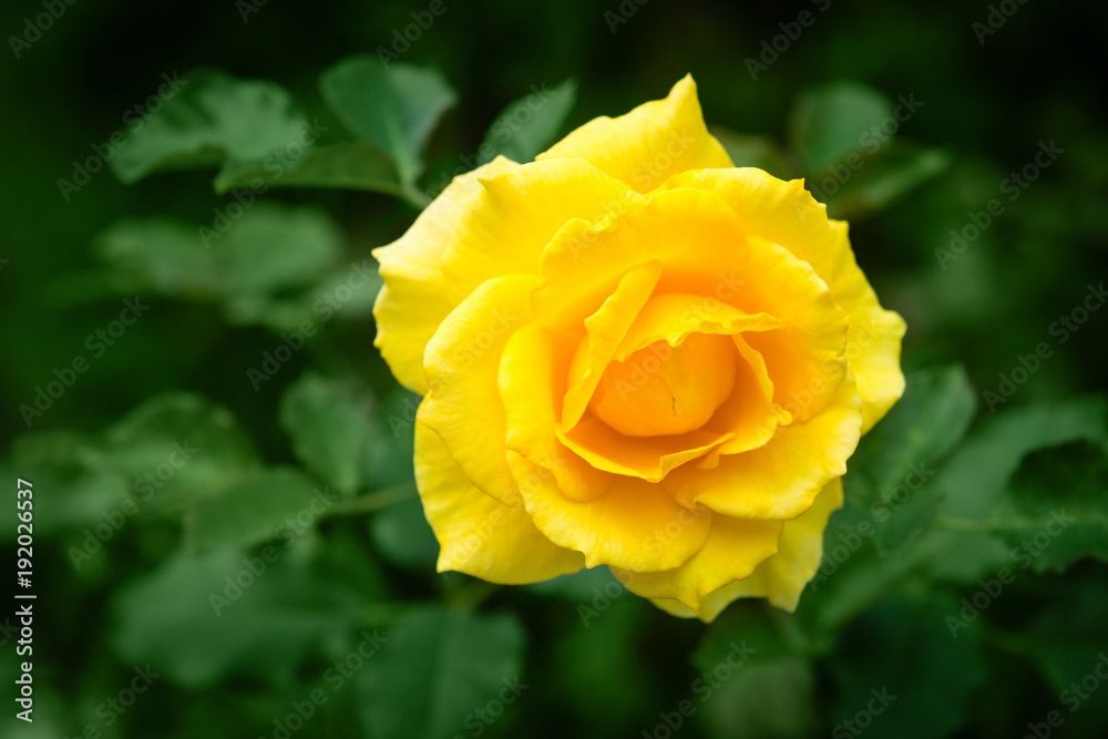 Fresh rose plant with yellow flower in green garden Fresh rose plant with yellow flower in green garden