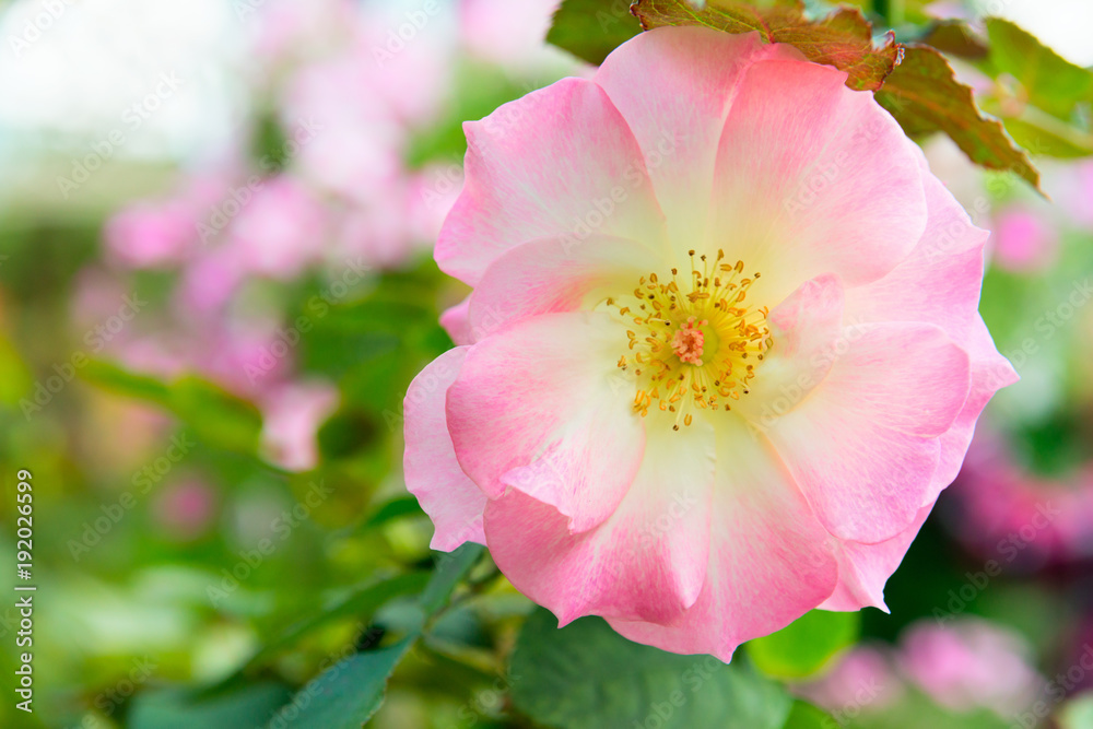 Rosa canina or dog rose fresh pink flower Rosa canina or dog rose fresh pink flower