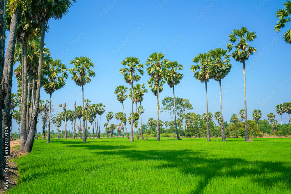 Green Rice Field with Blue Sky