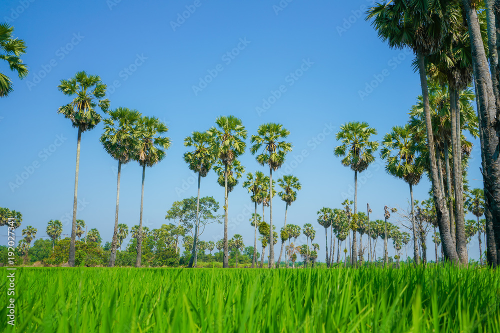 Green Rice Field with Blue Sky