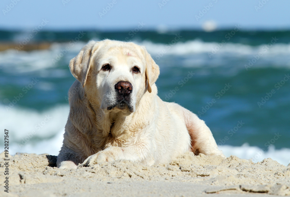 the yellow labrador playing at the sea portrait the yellow labrador playing at the sea portrait