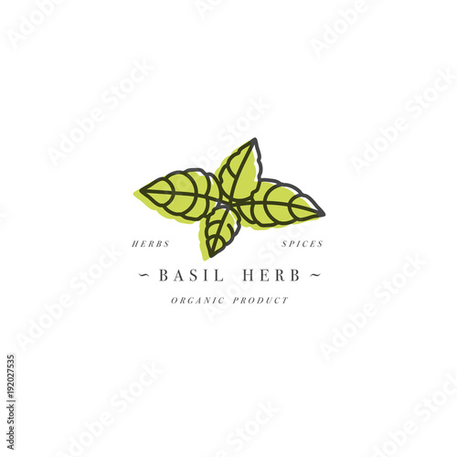 Packaging design template logo and emblem - herb and spice - basil branch. Logo in trendy linear style.