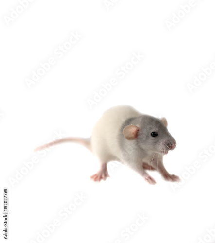 Rat with white background