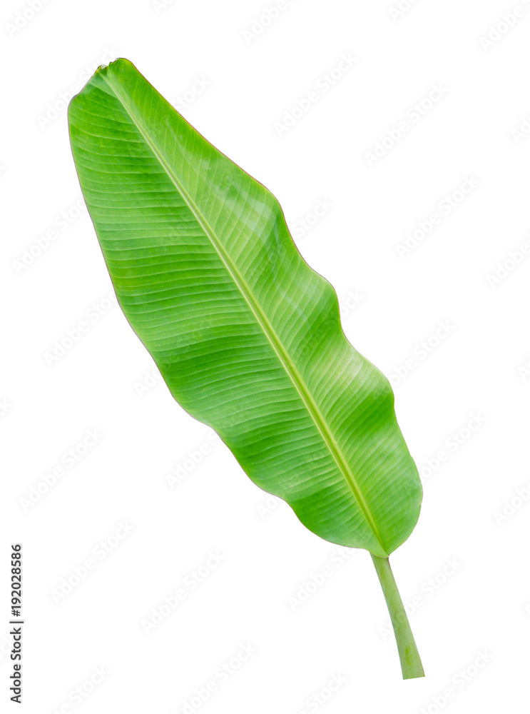 Tropical plant, banana leaf isolated on white background, File contains a clipping path. Tropical plant, banana leaf isolated on white background, File contains a clipping path.