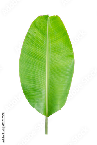 Tropical plant  banana leaf isolated on white background  File contains a clipping path.