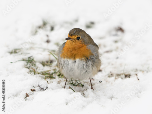 Front view of european robin bird standing on the snow covered ground in winter