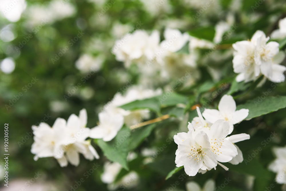 Apple tree in blossom, spring nature background Apple tree in blossom, spring nature background
