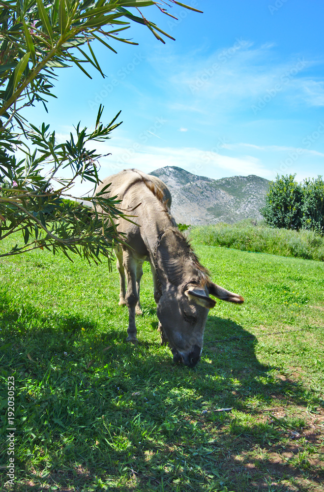 Fototapeta premium Grazing Donkey - close-up
