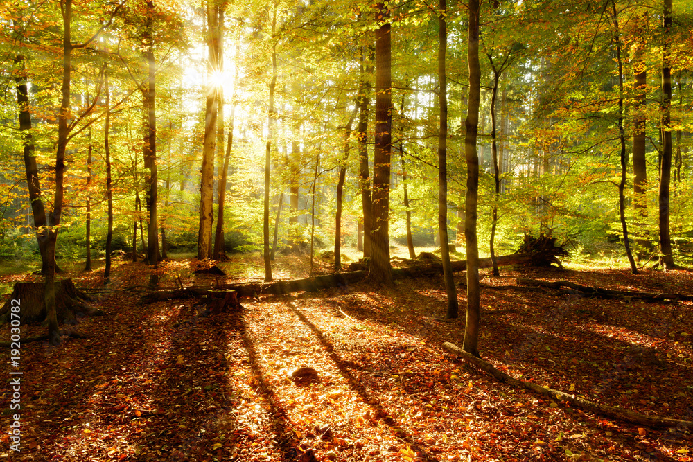 Obraz premium Abends im Wald, goldenes Licht, Sonne strahlt durchs herbstliche Laub
