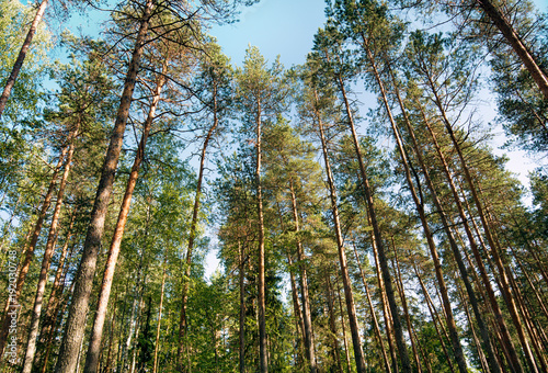 A coniferous forest. tall pines against the blue of the sky © Bakulov