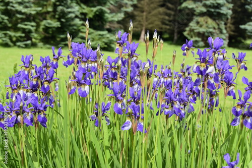 Fototapeta Naklejka Na Ścianę i Meble -  Group of blue Siberian Iris flowering in a garden