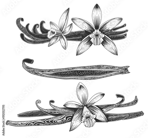 Vector set of vanilla spice. Ink drawn flower and pods of vanilla. Hand drawing vector illustration.