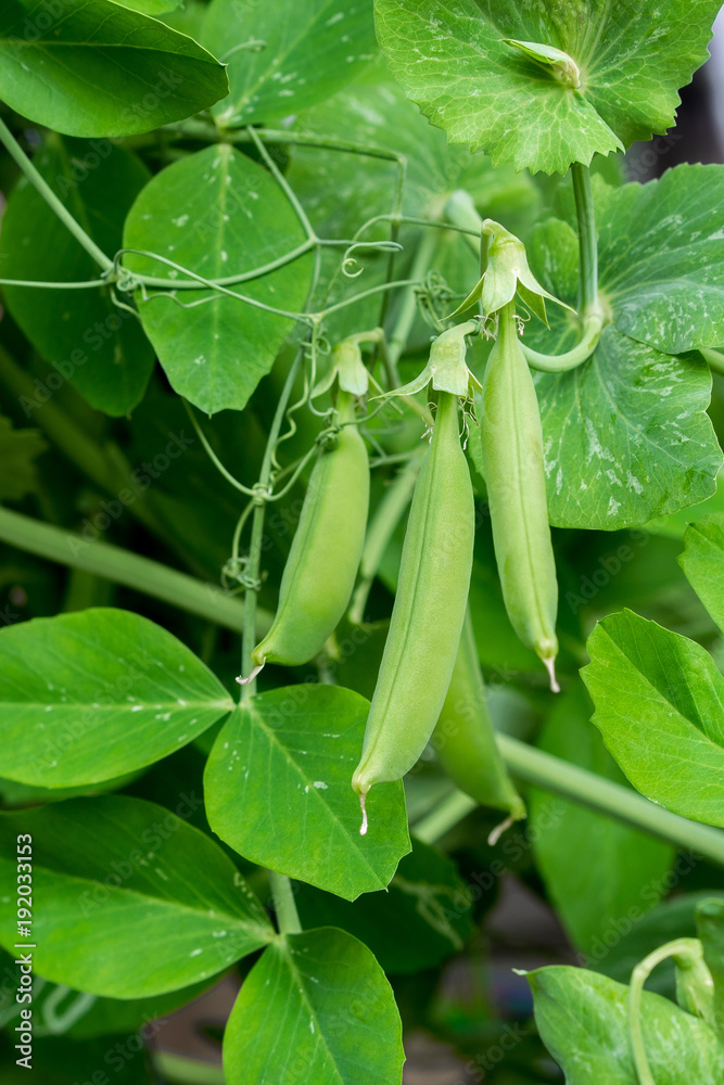 Pea plant (pisum sativum) with several pods Pea plant (pisum sativum) with several pods