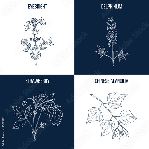 Set of four hand drawn eatable and medicinal plants