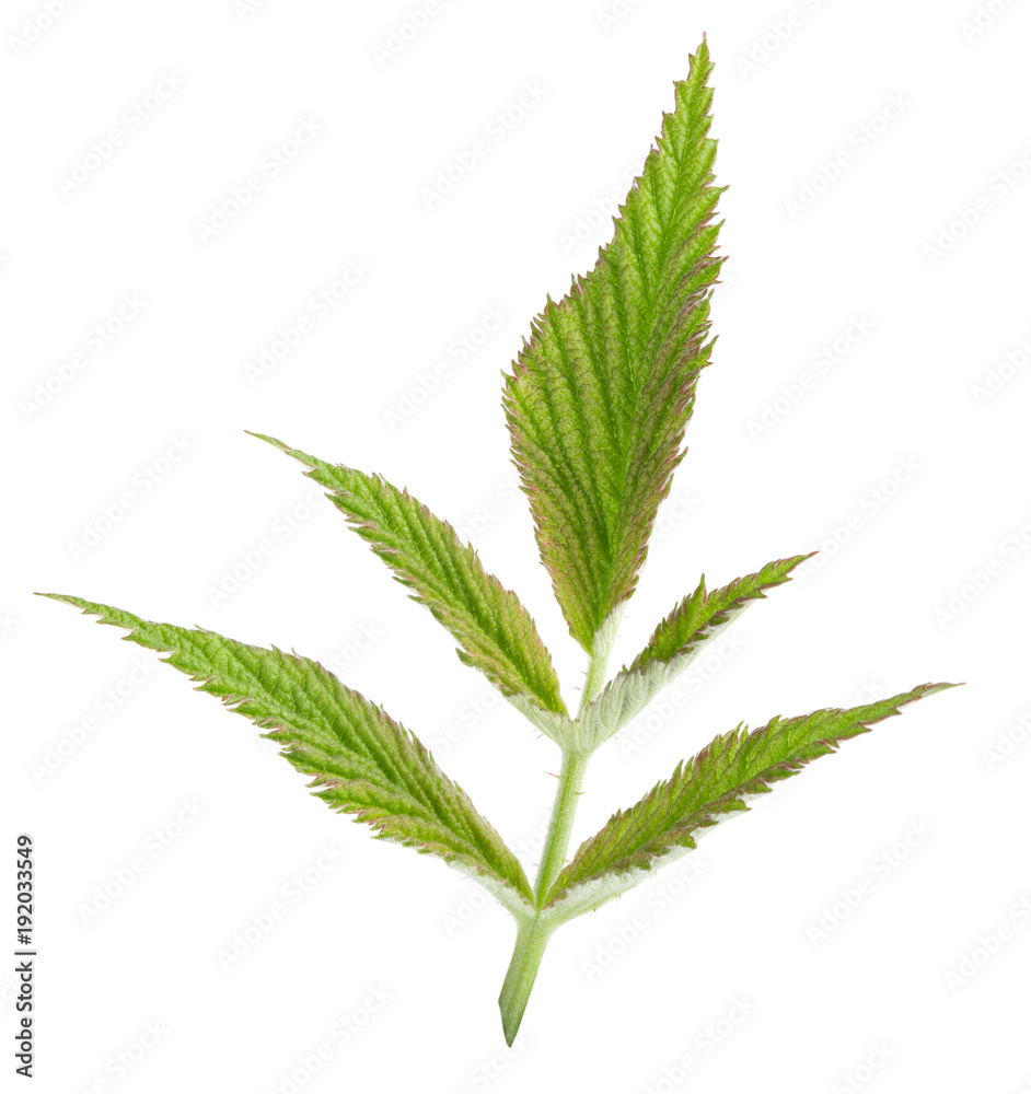 leaf isolated on white leaf isolated on white
