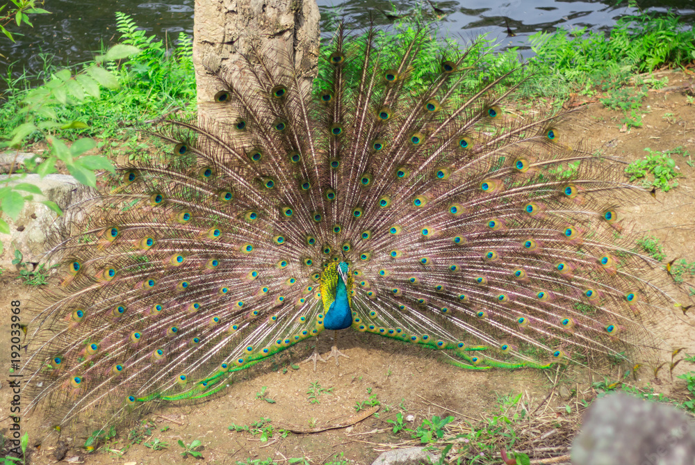 Obraz premium Portrait of a beautiful Indian wild peacock.