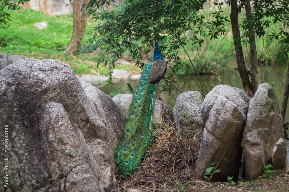 Obraz premium Portrait of a beautiful Indian wild peacock.