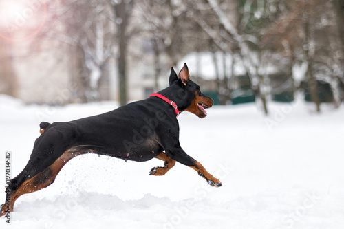 Doberman dog runs in the snow