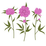 Pink peonies on a white background. Spring flowers with leaves. Vector illustration.