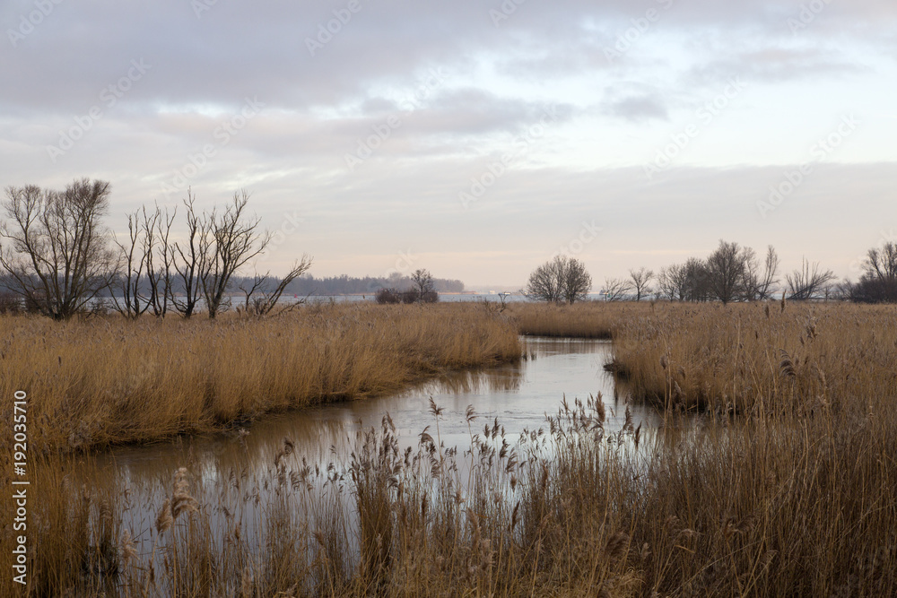 Creek bordered by reed in Biesbosch National Park, Netherlands Creek bordered by reed in Biesbosch National Park, Netherlands