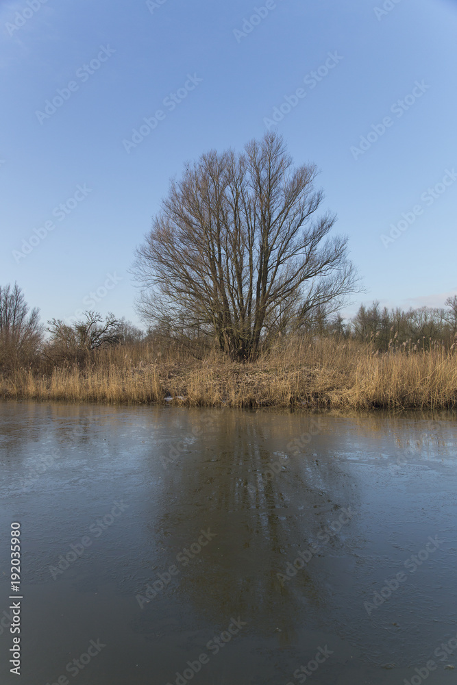 Willow tree mirrored on ice, Biesbosch National Park, Netherlands