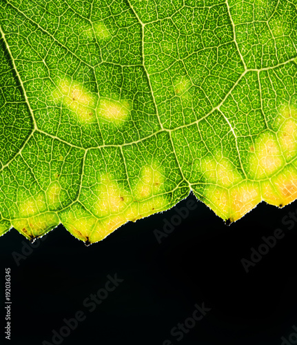 background of carved green leaf texture with translucent veins on black