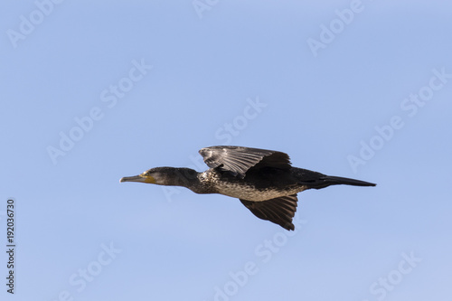 Ave Cormorán (Phalacrocorax carbo) volando en cielo azul © maycam