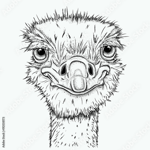 Portrait of ostrich. Can be used for printing on T-shirts, flyers, etc. Vector illustration