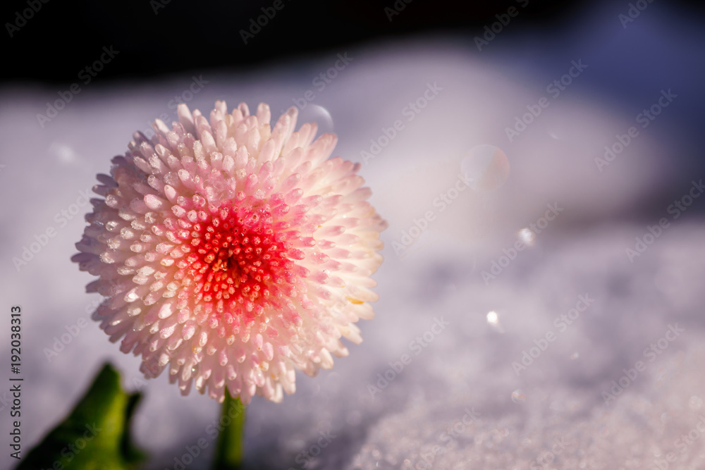 English daisy or Bellis Perennis Tasso Strawberries and Cream. Bloom in pink and then fade to white. Grows in winter snow before spring in Paris park. Unique flower in France. Perfect for gardening. English daisy or Bellis Perennis Tasso Strawberries and Cream. Bloom in pink and then fade to white. Grows in winter snow before spring in Paris park. Unique flower in France. Perfect for gardening.