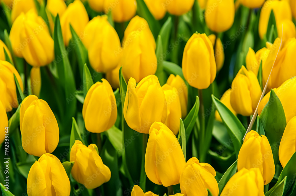 Yellow tulips on a Sunny spring day, selective focus. Background. Yellow tulips on a Sunny spring day, selective focus. Background.