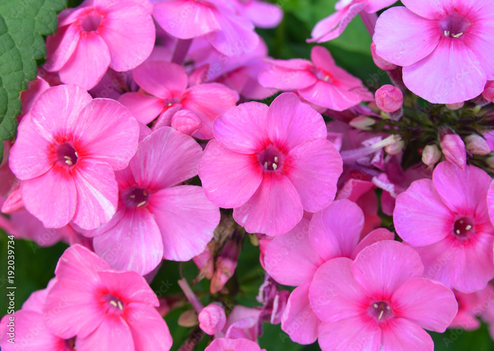 huge flower bed full of purple hydrangea flowers and pink and red huge flower bed full of purple hydrangea flowers and pink and red