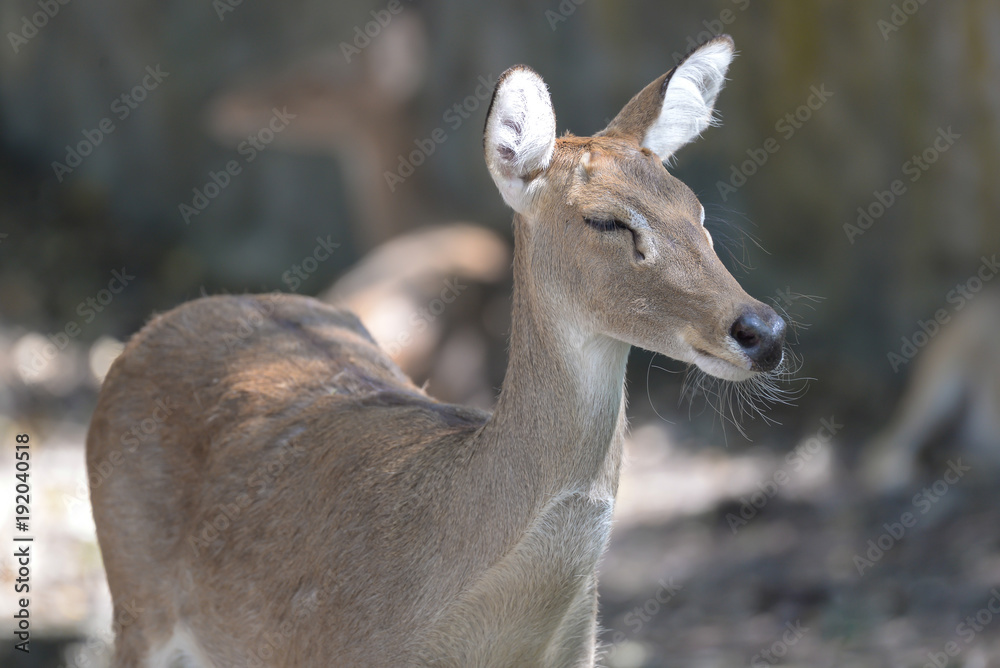 White tailed deer in the forest