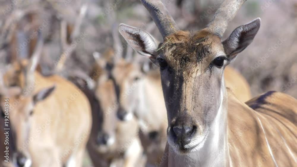 eland with muddy head looks at camera close up and walks away with herd eland with muddy head looks at camera close up and walks away with herd