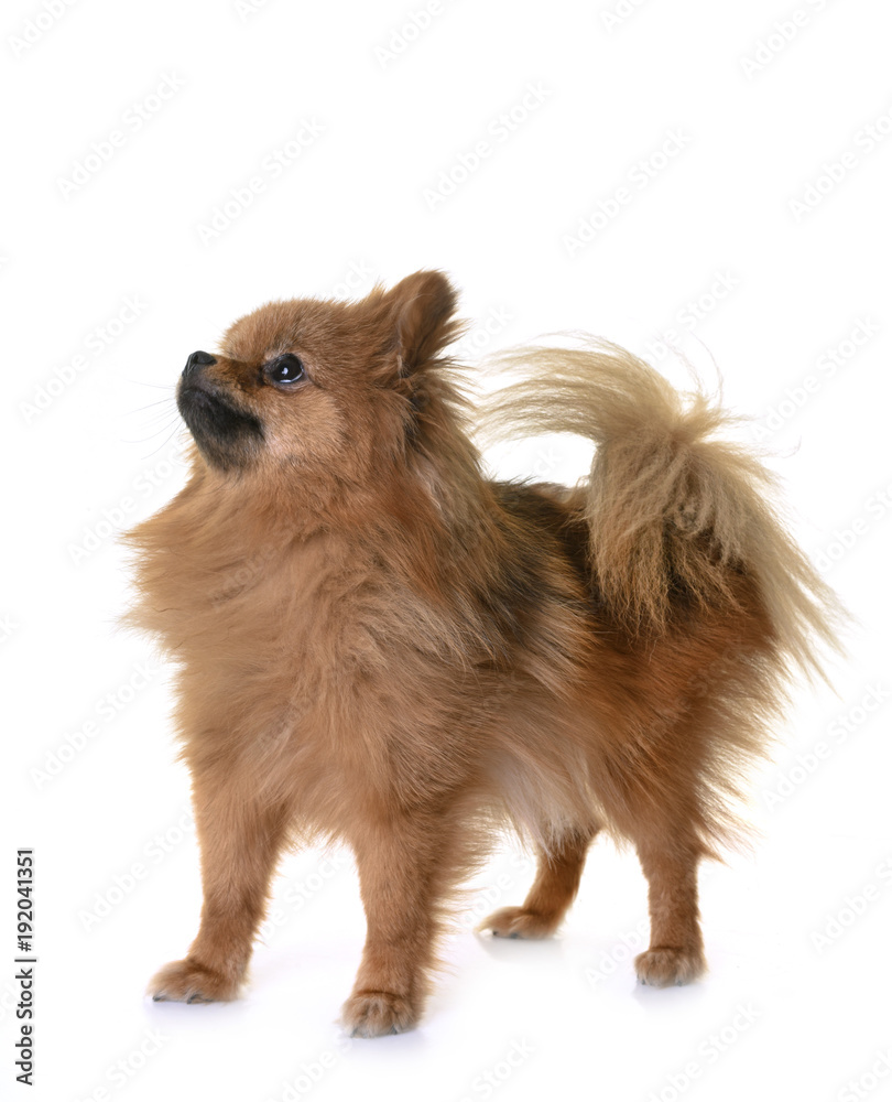 Obraz premium pomeranian in studio