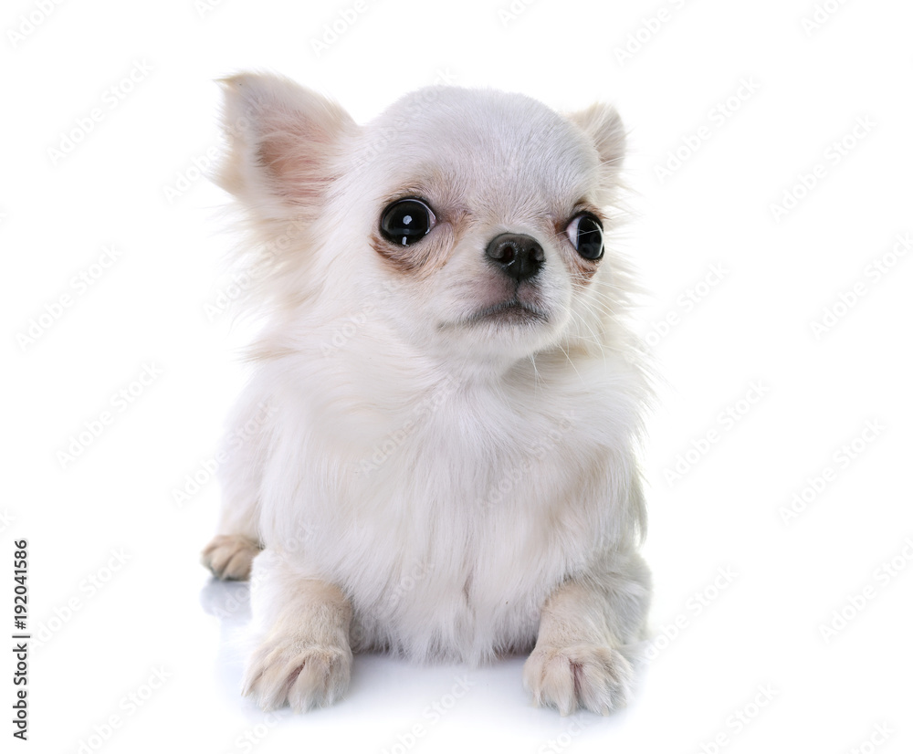 chihuahua in studio chihuahua in studio