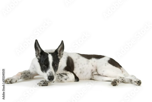 Mischlingshund liegt müde mit dem Kopf auf der Pfote isoliert auf weißem Grund