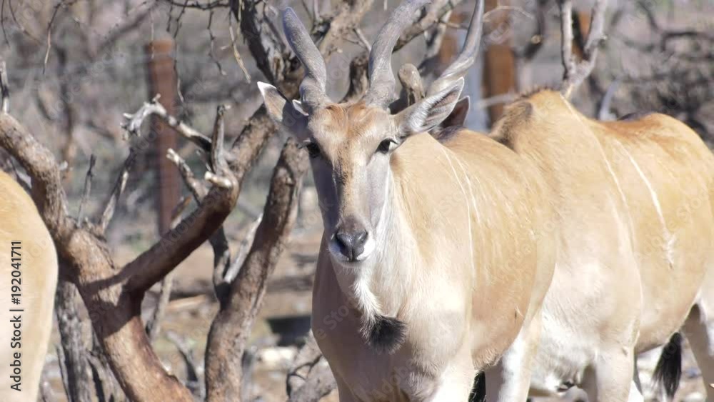 eland antelope herd walking on sunny day slow motion eland antelope herd walking on sunny day slow motion