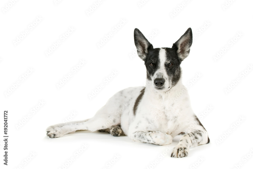 Mischlingshund isoliert auf weißem Grund