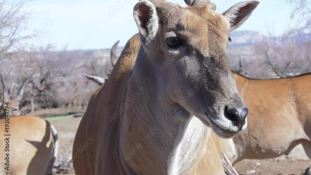 eland bull antelope walks right up to camera and displays his great horns eland bull antelope walks right up to camera and displays his great horns